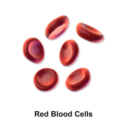 Blood cells viewed in a medical setting